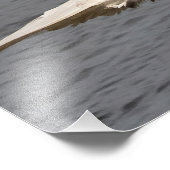 Nicht mit einem Bald-Adler durcheinander bringen Fotodruck (Ecke)