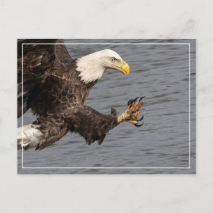 Nicht mit einem Bald-Adler durcheinander bringen Postkarte