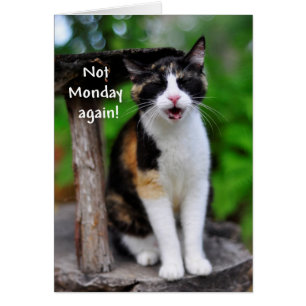 "Nicht noch einmal Montag!" Humoreske Calico Cat C