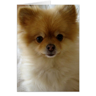 Nicht nur Welpen-Liebe