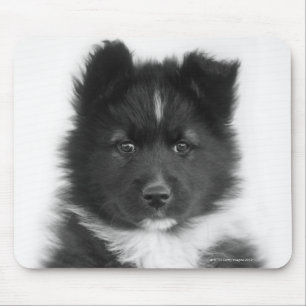 Nicht reinrassiger Hund, Studio-Schuss Mousepad
