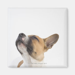 Nicht reinrassiger Welpe Magnet