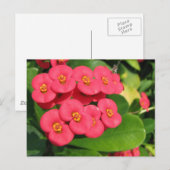 Nicht sicher, welche Blume das ist Postkarte (Vorne/Hinten)