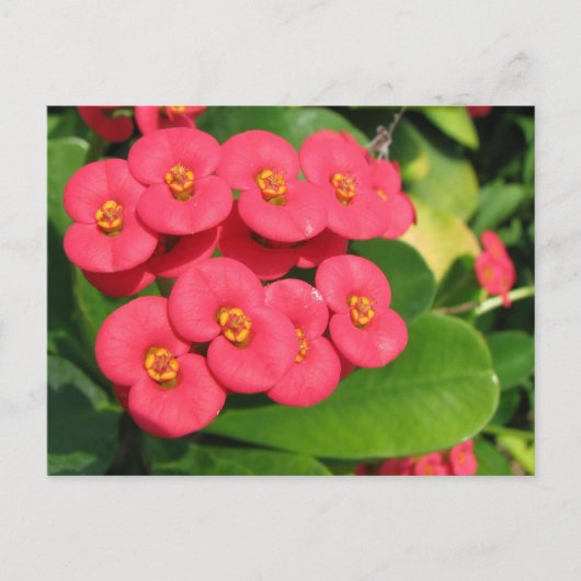 Nicht sicher, welche Blume das ist Postkarte (Vorderseite)