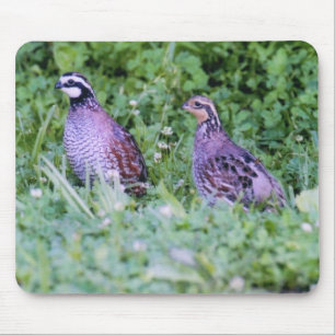 Nicht virginische Wachteln Mousepad