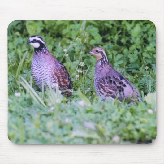 Nicht virginische Wachteln Mousepad (Vorne)