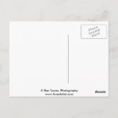 Nicke Schatten Postkarte (Rückseite)