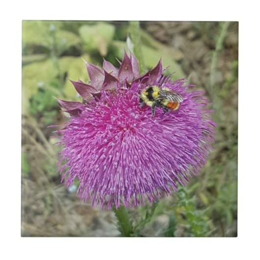Nickende Distel - Fliese (Vorderseite)