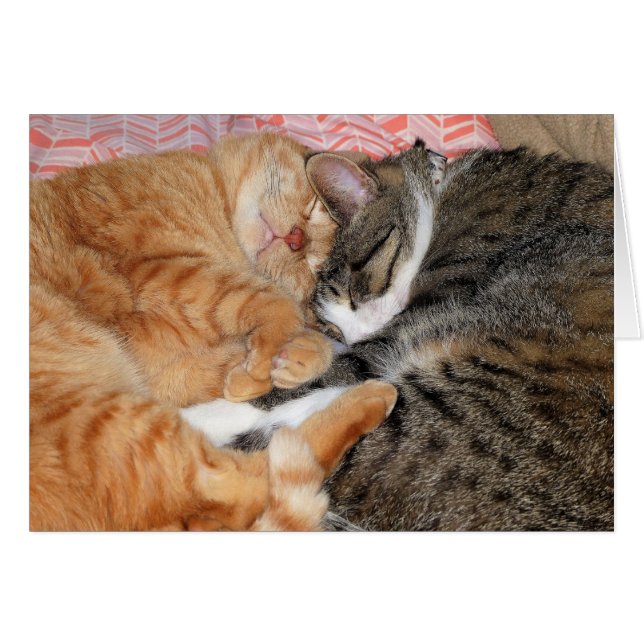 Nickerchen Buddies (Vorderseite (Horizontal))