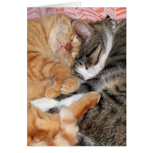 Nickerchen Buddies (Vorne)