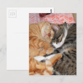 Nickerchen Buddies Postkarte (Vorne/Hinten)