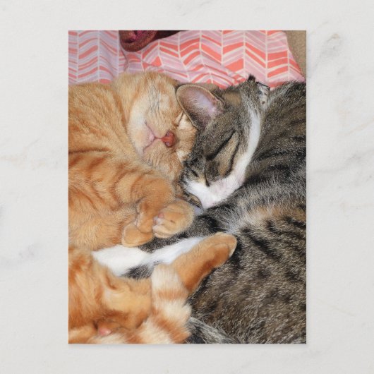 Nickerchen Buddies Postkarte (Vorderseite)