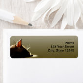 Nickerchen der grünen und grauen Katze (Insitu)