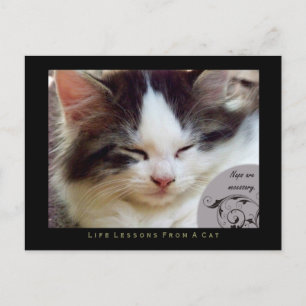 Nickerchen Lebensunterricht von einer Katze auf de Postkarte