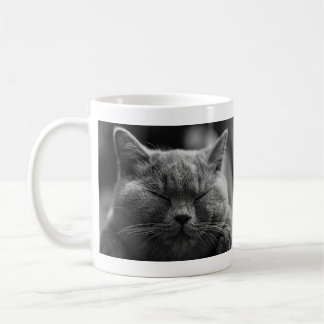 Nickerchen machende graue Katze Kaffeetasse