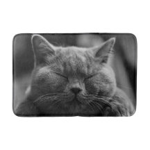 Nickerchen machender grauer Katzen-Kopf-Schuss