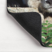 Nickerchen machender großer Panda Mousepad (Ecke)