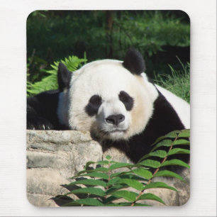 Nickerchen machender großer Panda Mousepad