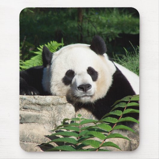 Nickerchen machender großer Panda Mousepad (Vorne)