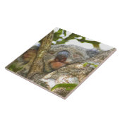 Nickerchen machender Koala Fliese (Seite)