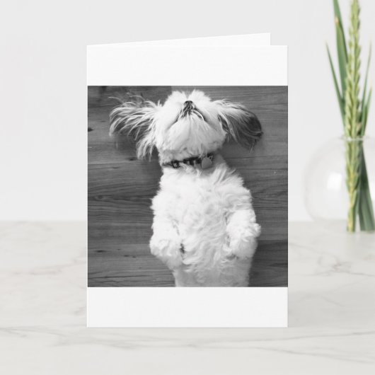 Nickerchen Shih Tzu Karte (Vorderseite)