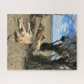 Nickerchen Time for Lions Kenya Puzzle (Horizontal)