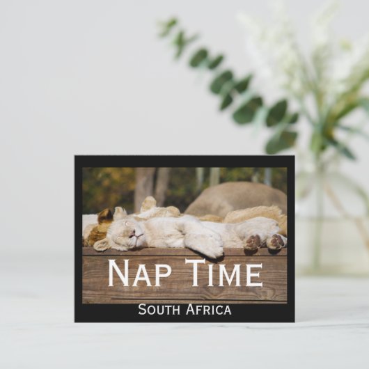 Nickerchen Time Lion Cubs Südafrika Postkarte (Stehend Vorderseite)