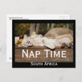 Nickerchen Time Lion Cubs Südafrika Postkarte (Vorne/Hinten)