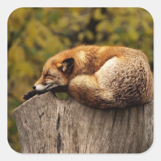 Nickerchen Time Niedlich Red Fox Sticker (Vorderseite)