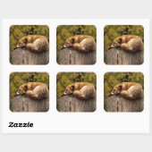 Nickerchen Time Niedlich Red Fox Sticker (Blatt)