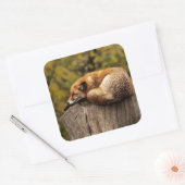 Nickerchen Time Niedlich Red Fox Sticker (Umschlag)