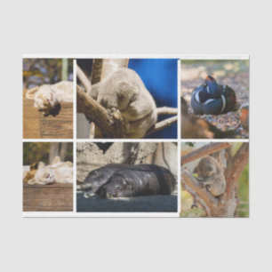 Nickerchen Time Sleeping Animes Koala Decoupage Fo Seidenpapier