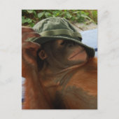 Nickerchen von Tieren Postkarte (Vorderseite)