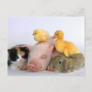 Nickerchen Zeit für die Tiere Postkarte
