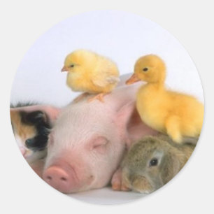 Nickerchen Zeit für die Tiere Runder Aufkleber