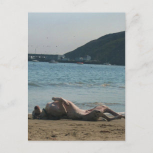 Nickerchen Zeit... Postkarte