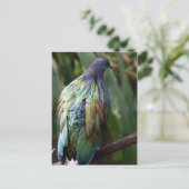 Nicobar Pigeon Bird Postcard Postkarte (Stehend Vorderseite)