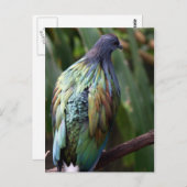 Nicobar Pigeon Bird Postcard Postkarte (Vorne/Hinten)