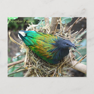 Nicobar Pigeon on Nest Wildlife Series # 21 Postkarte