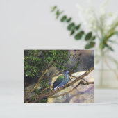 Nicobar Pigeon Postkarte (Stehend Vorderseite)