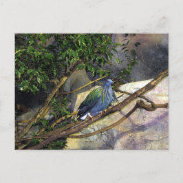 Nicobar Pigeon Postkarte