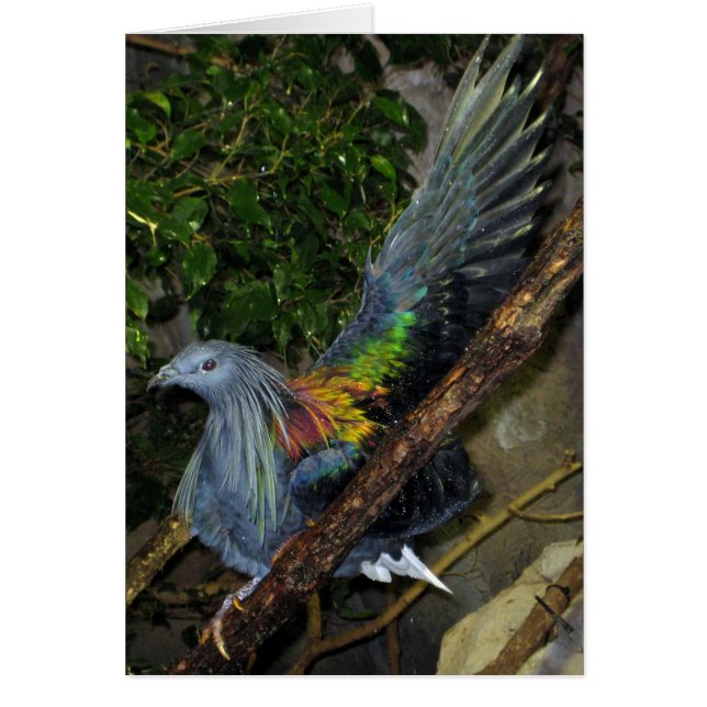 Nicobar Pigeon Wave (Vorne)