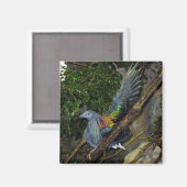 Nicobar Pigeon Wave Magnet (Vorderseite/Rückseite)