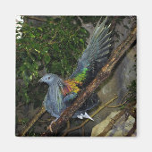 Nicobar Pigeon Wave Magnet (Vorne)