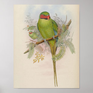 Nicobar-Sittich von John Gould Druck Poster