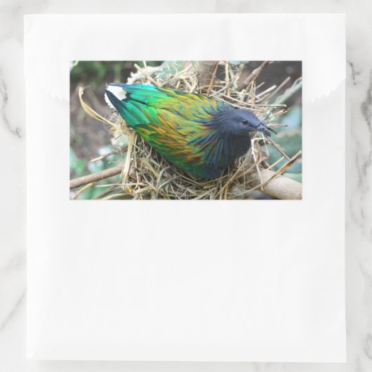 Nicobar Taube auf Nest Rechteckiger Aufkleber (Tasche)