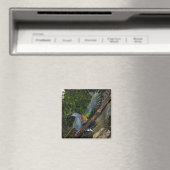 Nicobar-Taubenwelle Magnet (In Situ (Geschirrspüler))