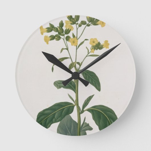 Nicotiana von "Phytographie Medicale" durch Joseph Runde Wanduhr (Vorderseite)