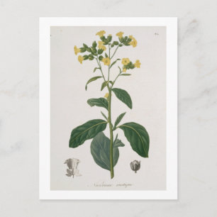 Nicotiana von "Phytographie Medicale" von Joseph R Postkarte