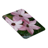 Nicotinia Star Blume Magnet (Rechte Seite)